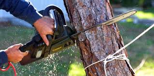 Best Tree Removal  in Seaville, NJ