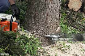Best Tree Mulching  in Seaville, NJ