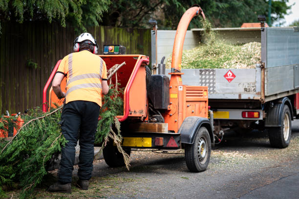 Best Stump Grinding and Removal  in Seaville, NJ