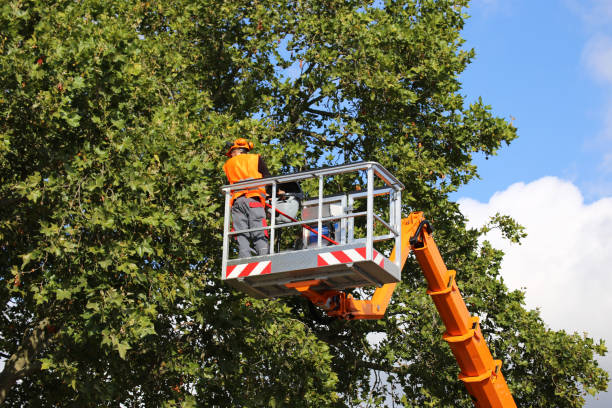 Best Tree Removal  in Seaville, NJ