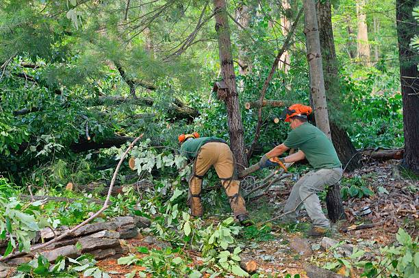 Best Tree Disease Treatment  in Seaville, NJ
