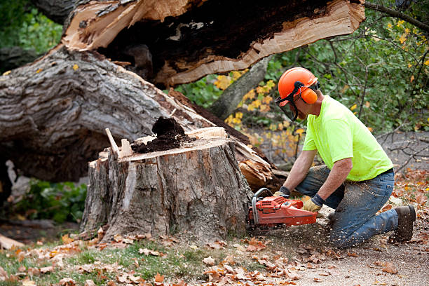 Best Commercial Tree Services  in Seaville, NJ