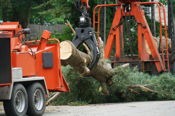 How Our Tree Care Process Works  in  Seaville, NJ