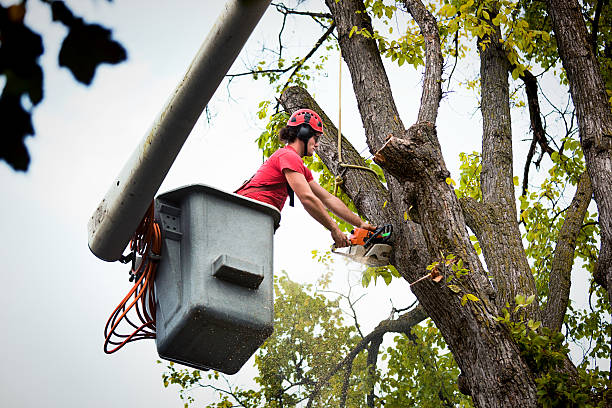 Best Leaf Removal  in Seaville, NJ