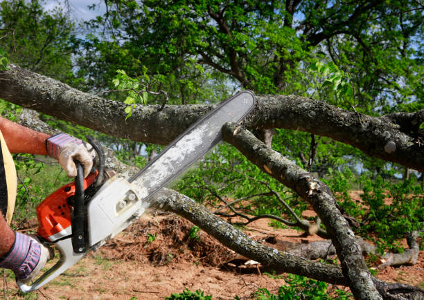 Best Tree and Shrub Care  in Seaville, NJ