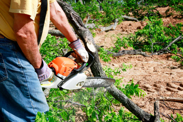 Best Tree Cabling and Bracing  in Seaville, NJ