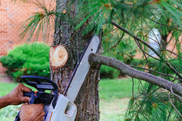 Best Hazardous Tree Removal  in Seaville, NJ